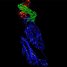 Antibody binding to SARS-CoV-2 protein